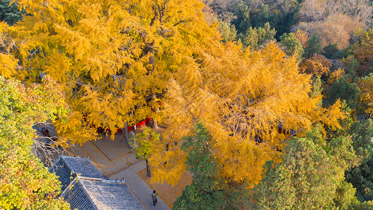 秋季的银杏及古建筑航拍图片