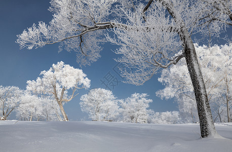 树林雪景吉林亚龙湾群景区冬天雾凇树挂风景背景