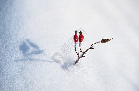 冬天冰面雪花素材高清图片