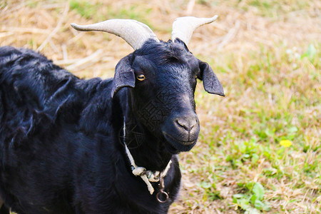 黑山羊素材农场散养黑山羊背景