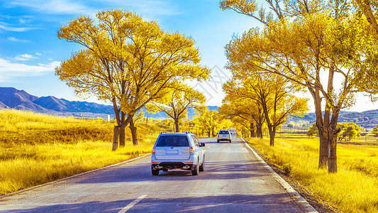 内蒙古秋季树木景观背景图片