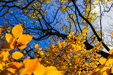 英国利物浦sefton公园秋景背景