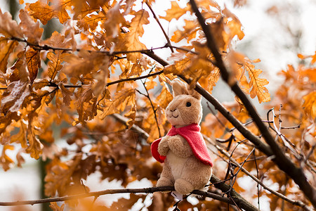 手绘兔子玩偶秋季红枫叶玩偶背景