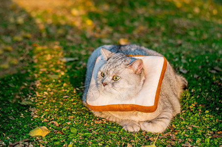 英短银渐层猫可爱英短猫咪背景