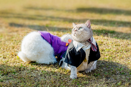 打苍蝇肥猫可爱英短猫咪与安哥拉兔背景