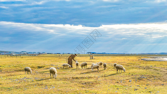羊羔呼伦贝尔草原放羊的牧民背景
