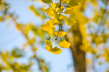 秋季变黄的银杏叶背景图片