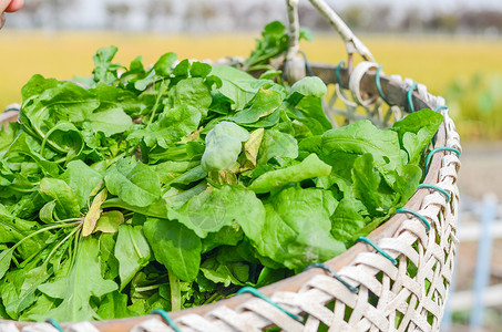 田间考察农民割野菜荠菜背景