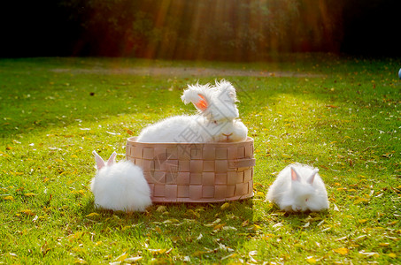 白兔服装可爱安哥拉兔背景