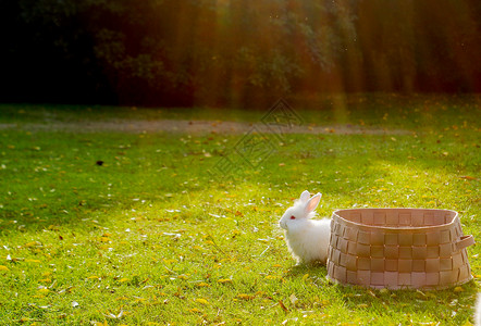 白兔年龄段可爱安哥拉兔背景