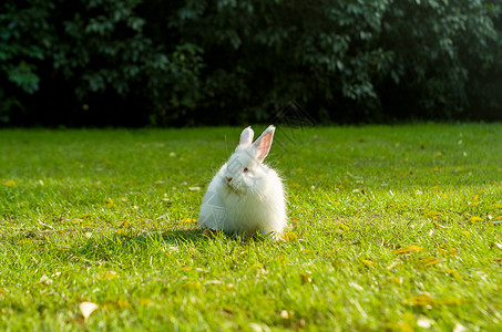 拿菜刀的小兔子可爱安哥拉兔背景