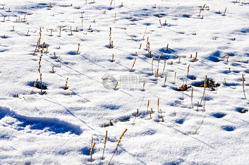 草地上的白雪图片