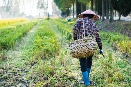 稻田里收割稻谷的农民图片