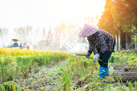 稻田里收割稻谷的农民图片