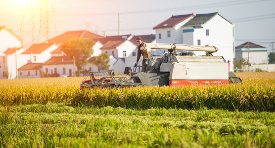 水稻收割机农民驾驶收割机收割水稻背景
