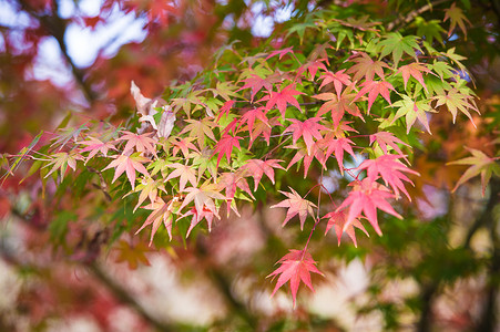 彩色树叶枫叶叶子秋天五彩的枫叶背景