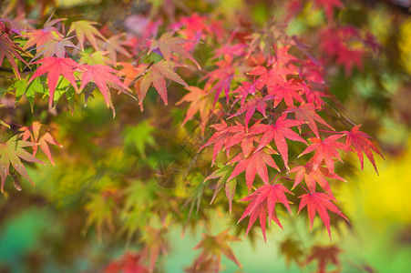 秋天五彩的枫叶背景图片