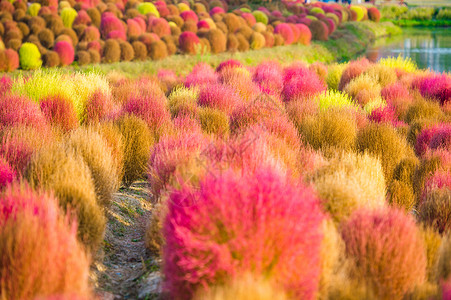 秋天花草边框公园里的彩色地肤背景