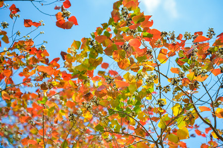 秋日变色的乌桕叶图片