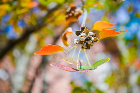秋日变色的乌桕叶高清图片