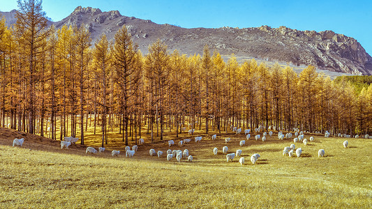 秋季的小树林内蒙古秋季高山牧场羊群背景