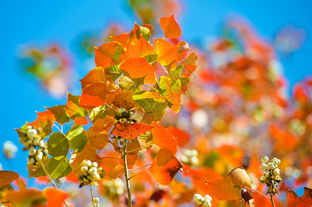 彩色乌桕叶彩色树叶高清图片