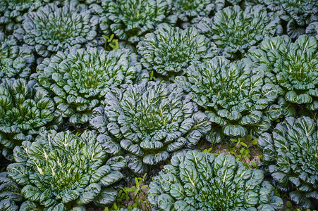 收菜农民塔菜种植背景