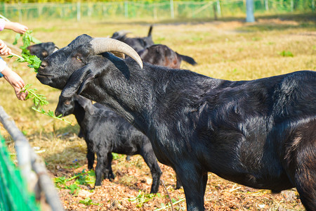 生产畜牧业农场黑山羊背景