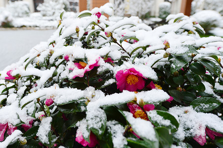 冬日降温海报被雪覆盖的茶花树背景