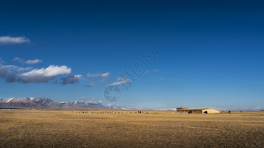 哈萨克族图片新疆哈萨克族草原牧羊羊群背景