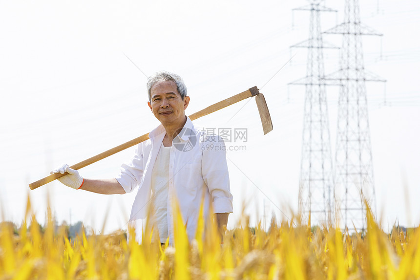 农民扛着锄头走在田里图片