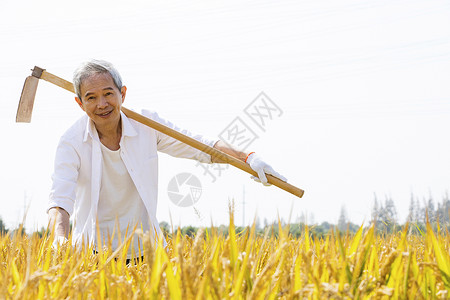 扛着锄头的农民农民扛着锄头站在田里背景