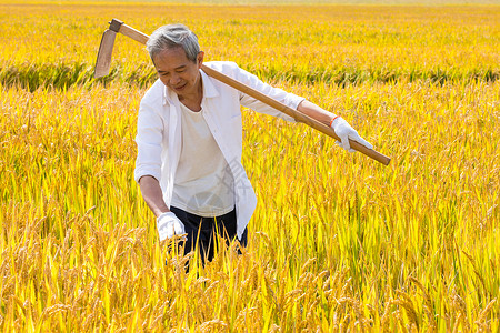 农民扛着锄头在田里观察稻谷背景图片