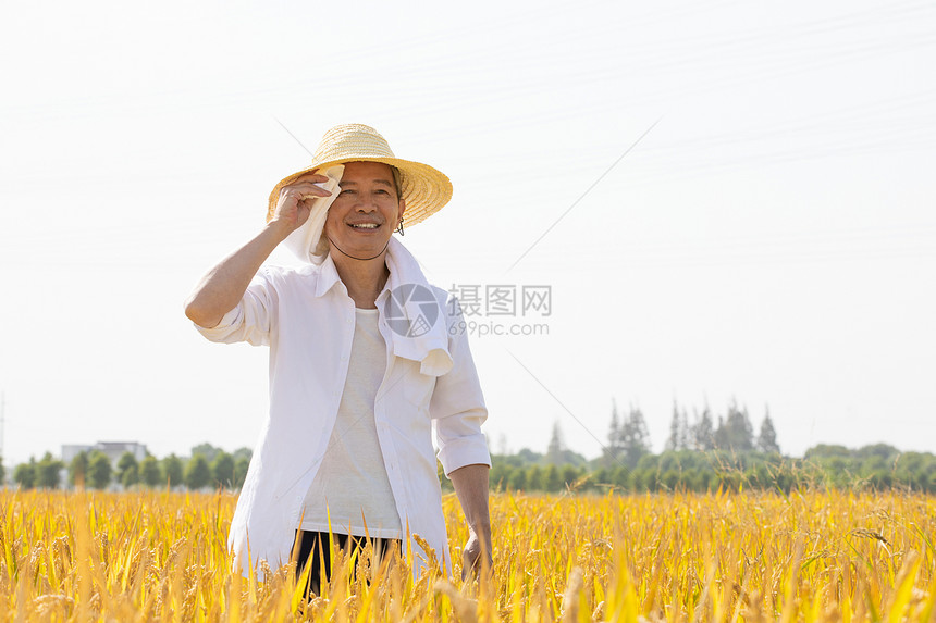 在稻田里擦汗的农民形象图片