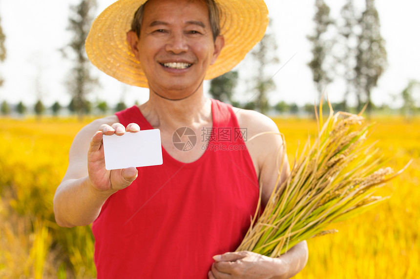 农民捧着稻子开心的拿着一张名片图片