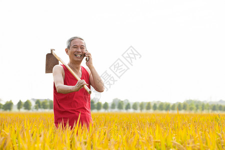 丰收秋季农民站在田里打电话报喜背景图片