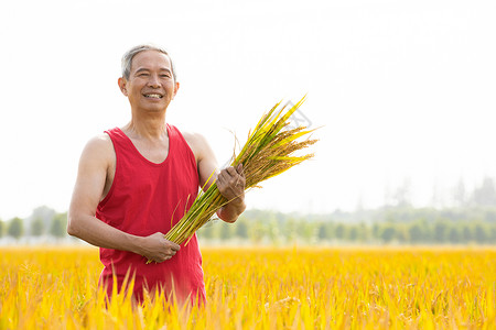 抱着稻子的农民形象图片