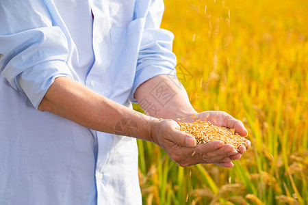 小麦粒捧着稻谷的手特写背景