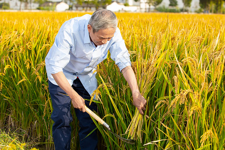 农民用镰刀收割一把稻子高清图片