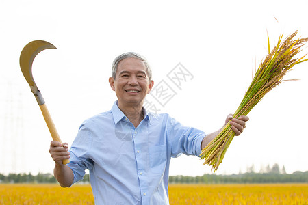 农民用镰刀收割一把稻子图片