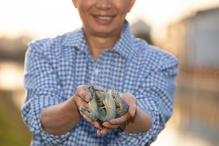 渔夫手上鲜活的大虾背景图片