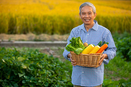 马铃薯田地农民怀里抱着一篮子蔬菜背景