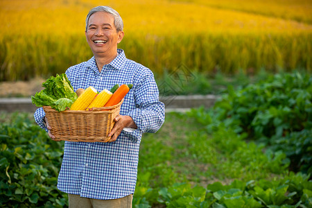 玉米田地农民开心的抱着蔬菜背景