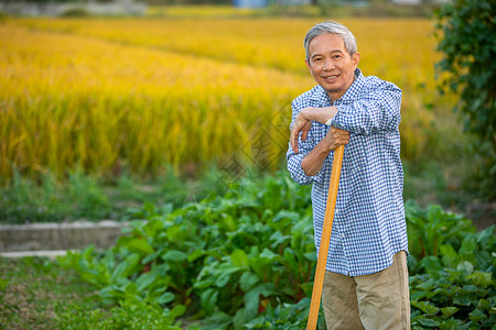 铁锹正在开垦土地微笑的农民种菜背景