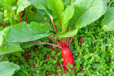 秋天蔬菜菜地里的红萝卜背景