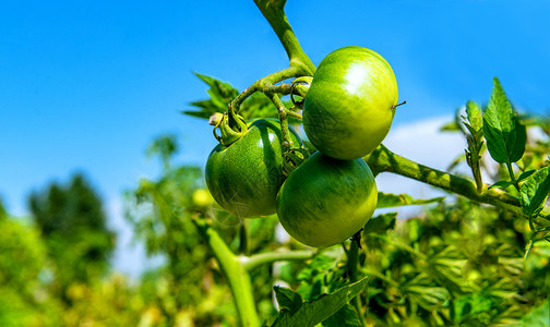 内蒙古西红柿种植基地高清图片