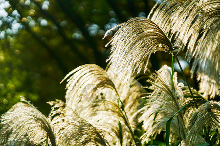 立秋植物芦苇花背景