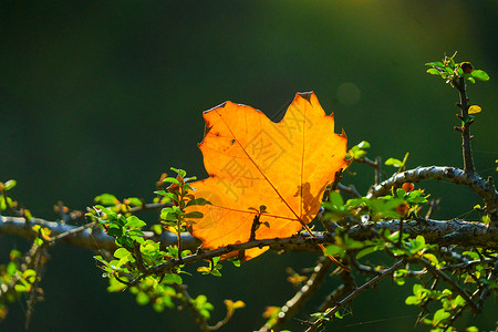 面色枯黄秋天的树叶背景
