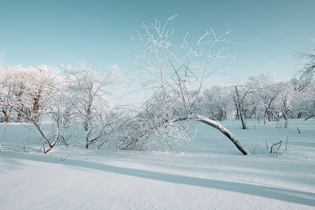 枯木与雪吉林亚龙湾群景区冬天雾凇树挂风景背景