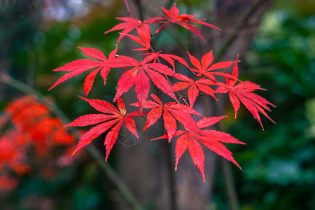 红枫五彩树叶高清图片